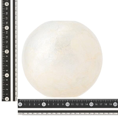 Shell Flower Vase 2 Medium White