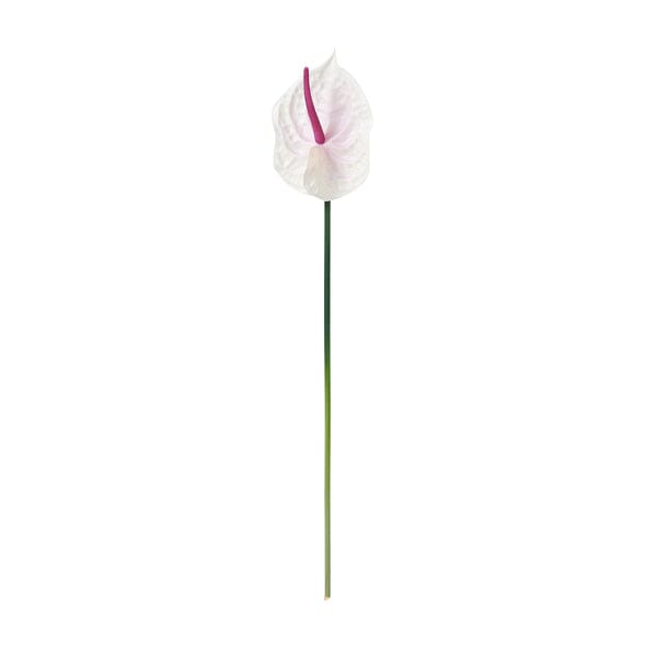 Art Flower Anthurium  Purple