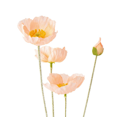 Art Flower Poppy S Pink