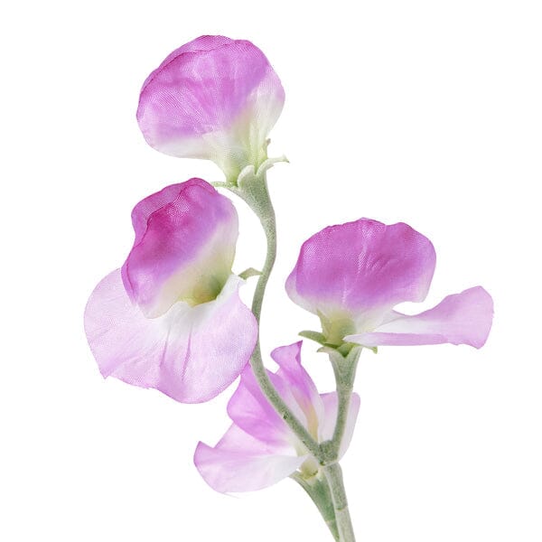 Art Flower Sweetpea  Purple