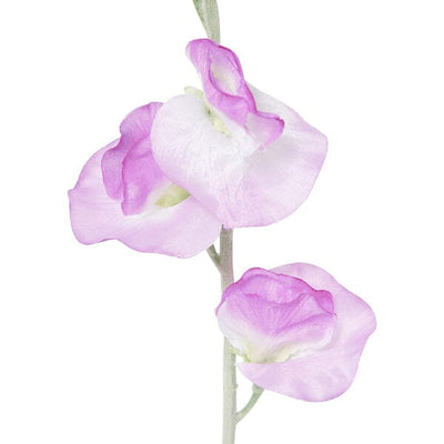 Art Flower Sweetpea  Purple