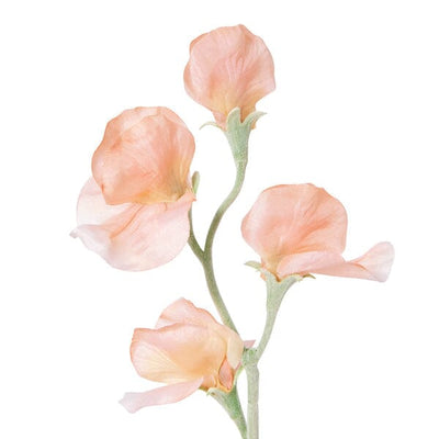 Art Flower Sweetpea  Orange