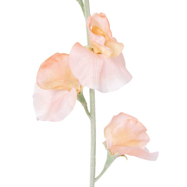 Art Flower Sweetpea  Orange