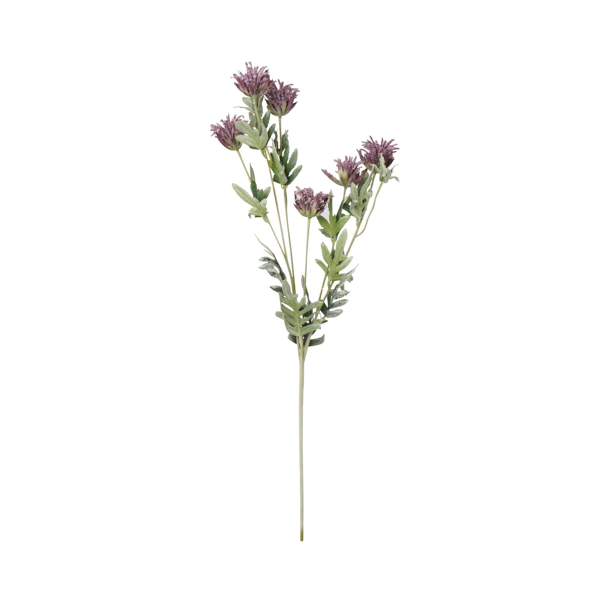 Art Flower Thistle Purple