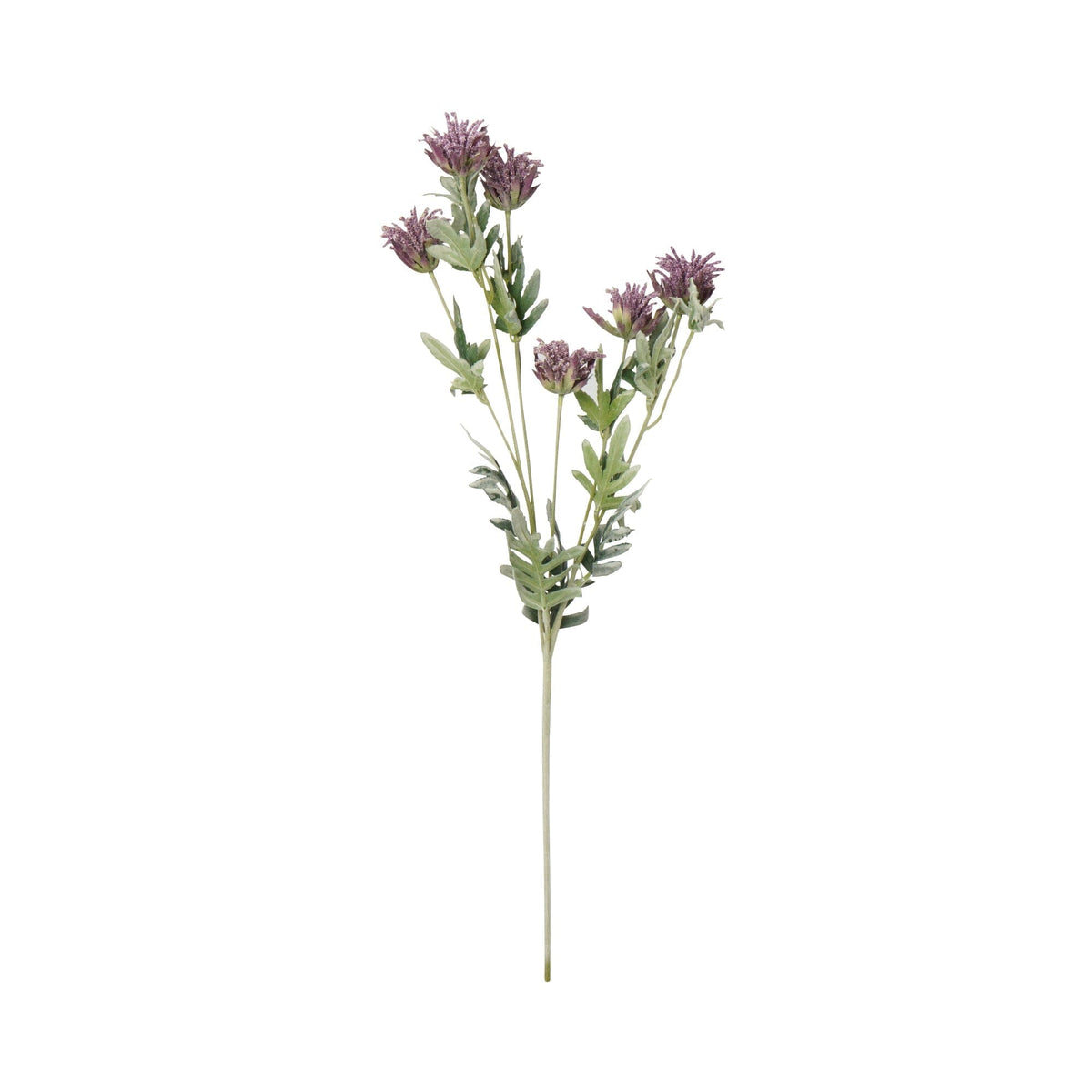 Art Flower Thistle Purple