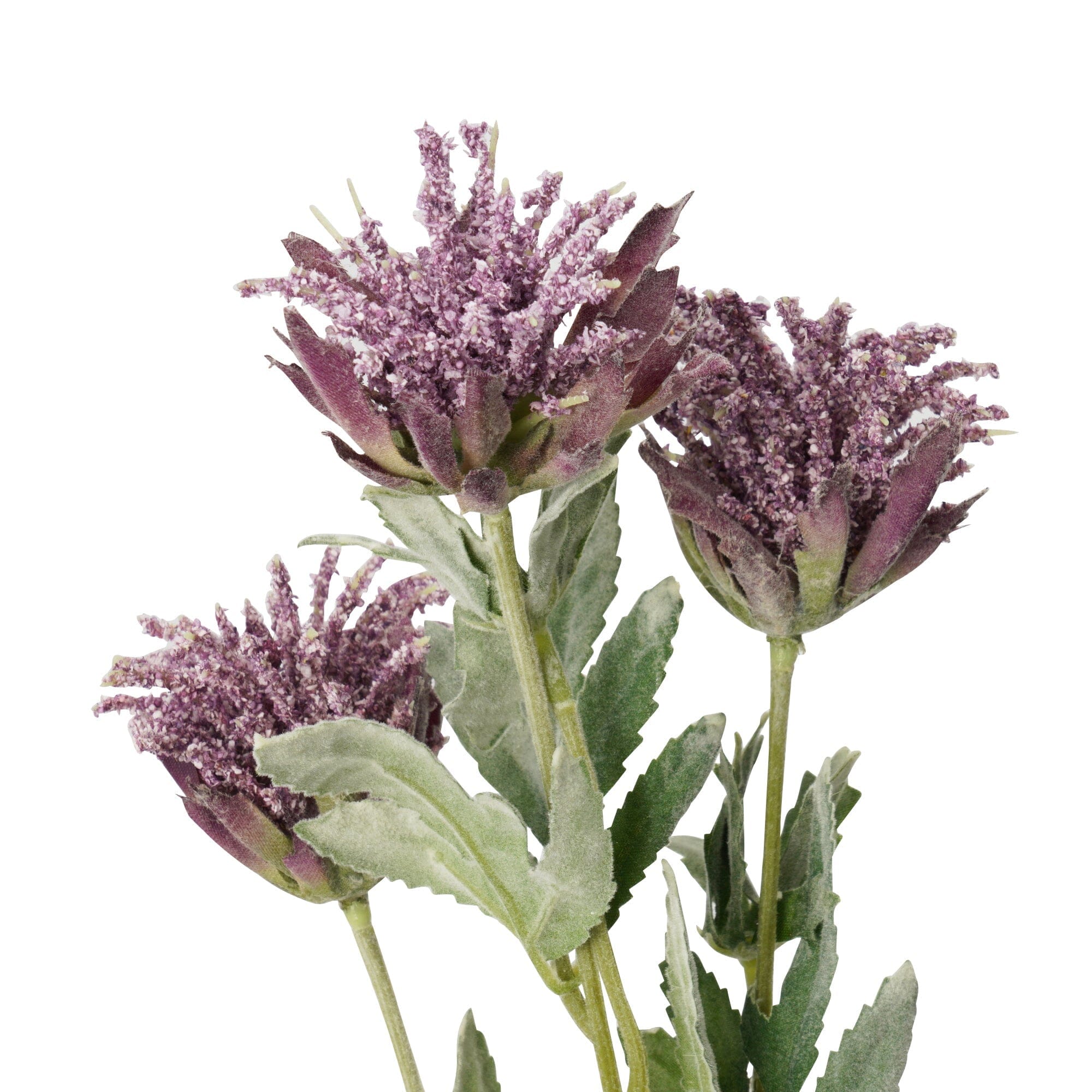 Art Flower Thistle Purple
