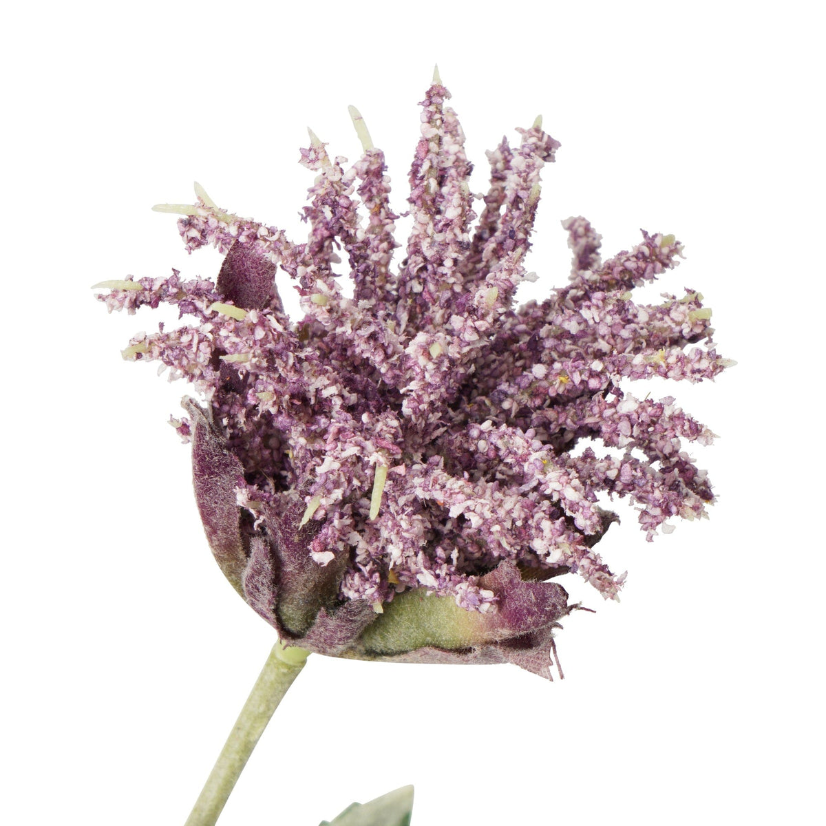 Art Flower Thistle Purple