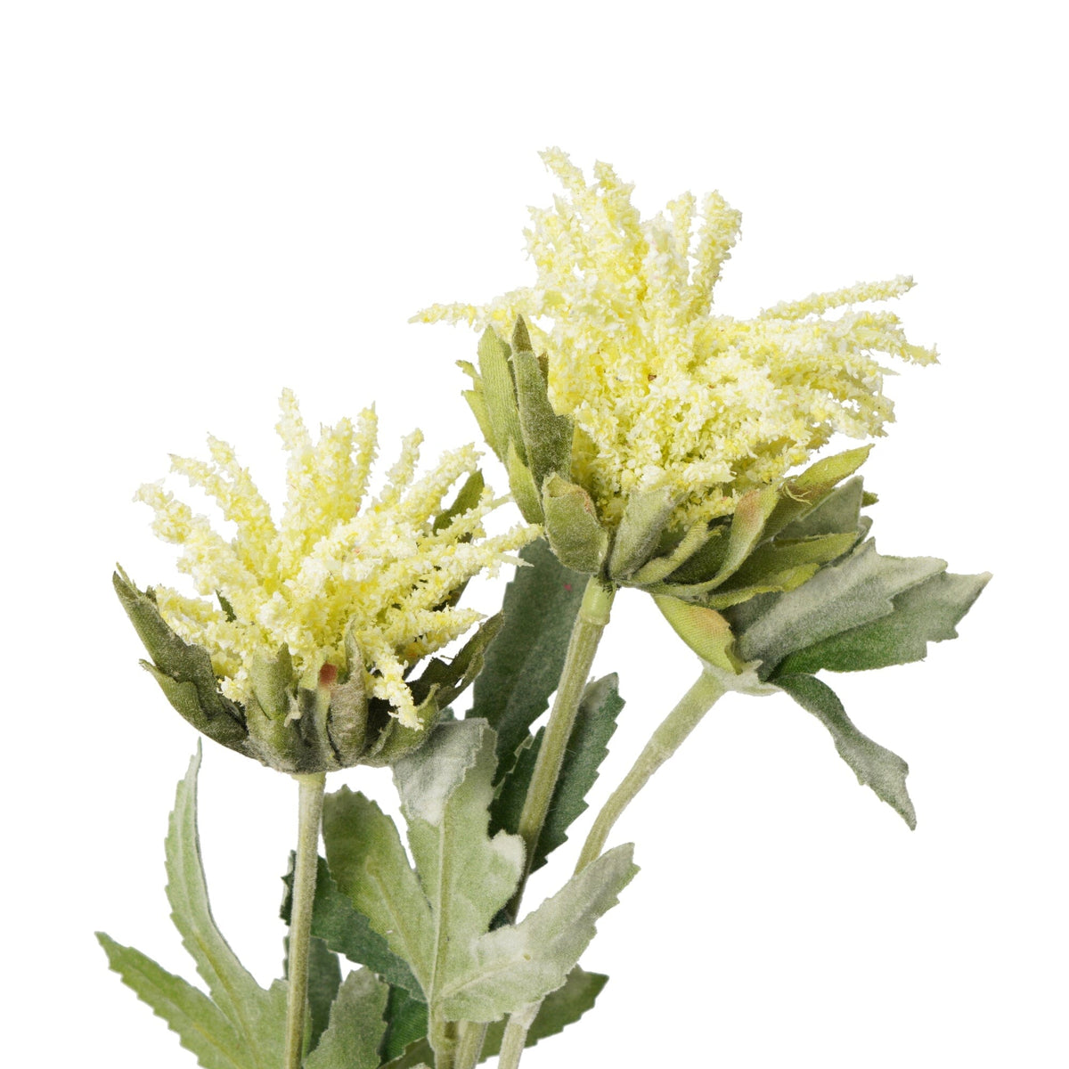 Art Flower Thistle Light Yellow