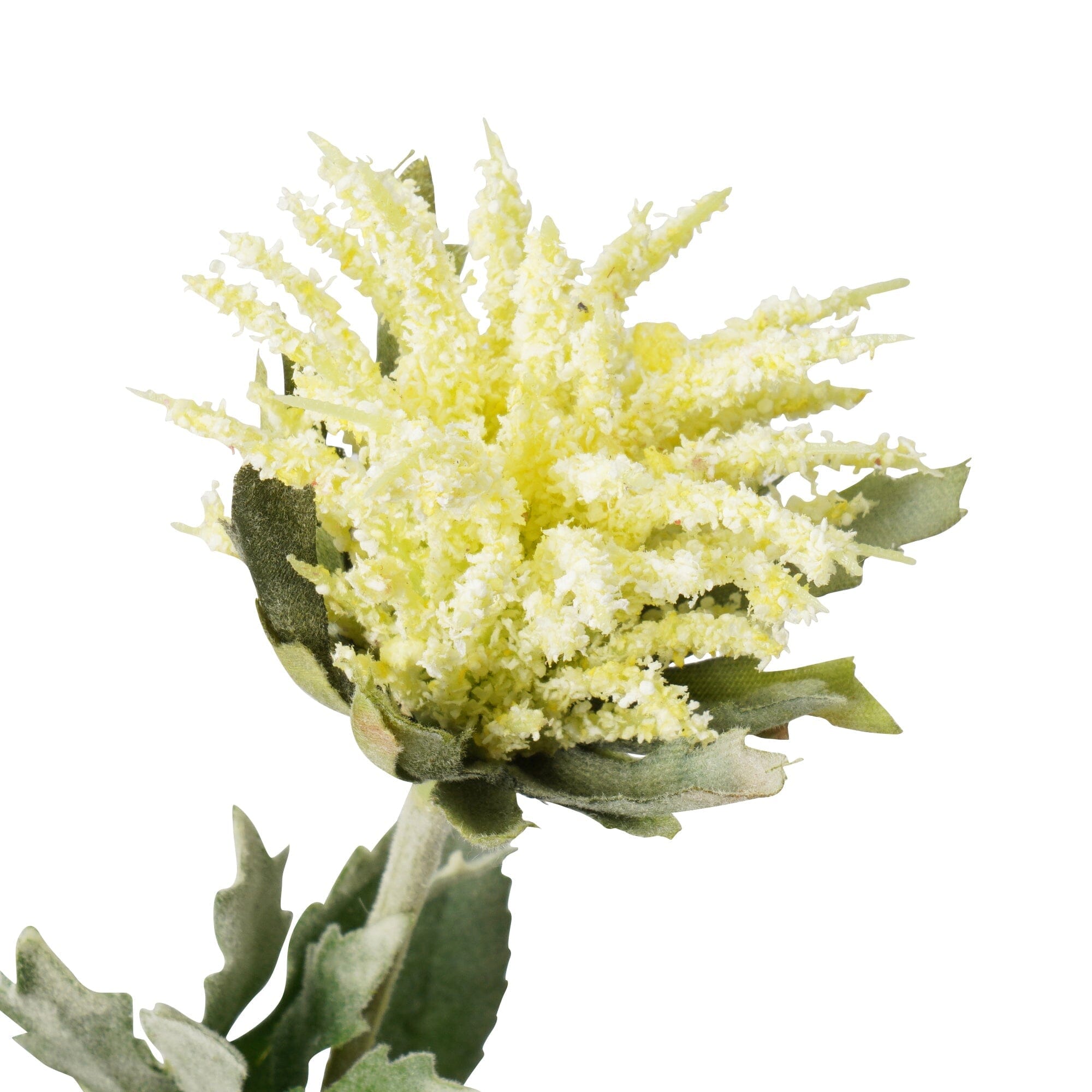 Art Flower Thistle Light Yellow
