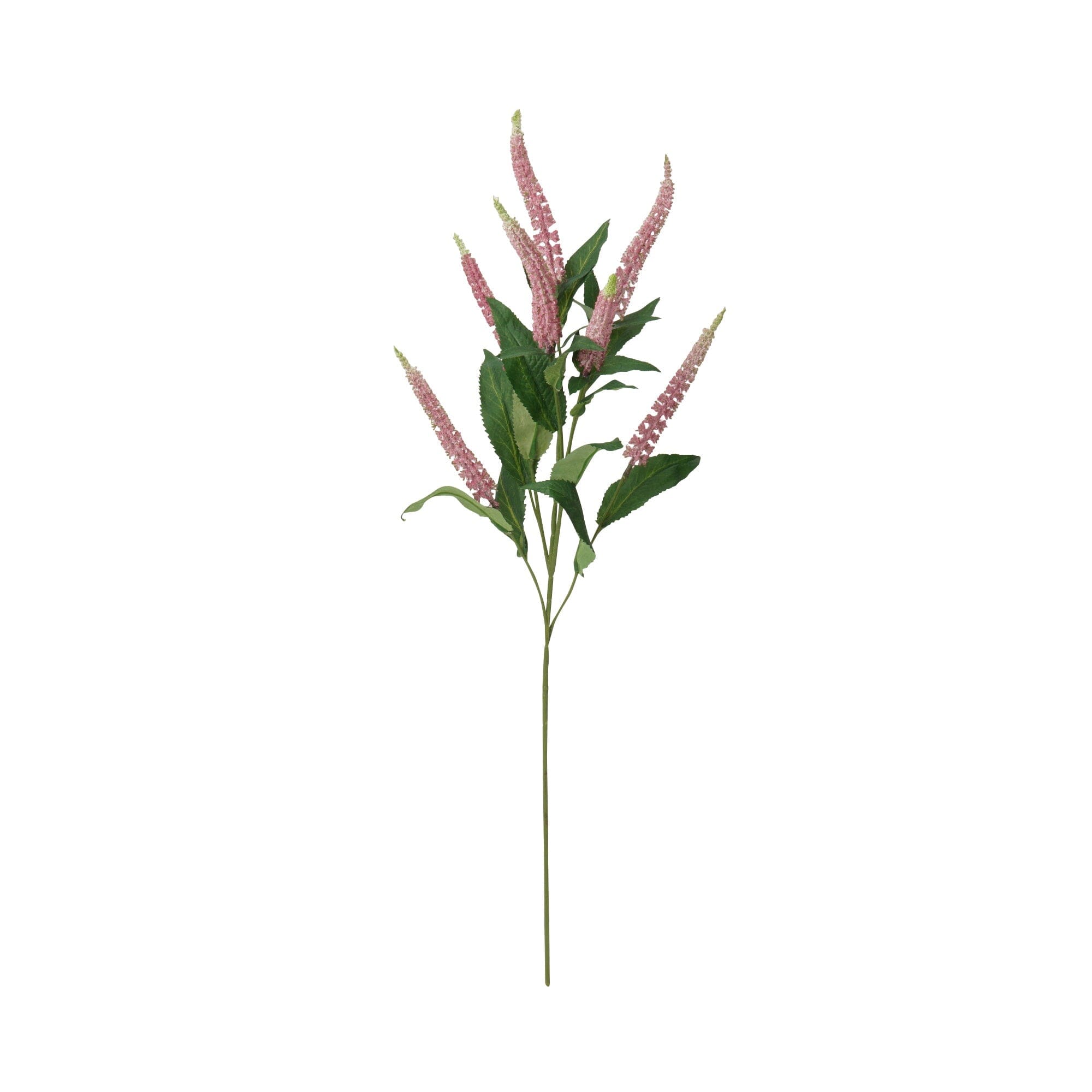 Art Flower Salvia Pink