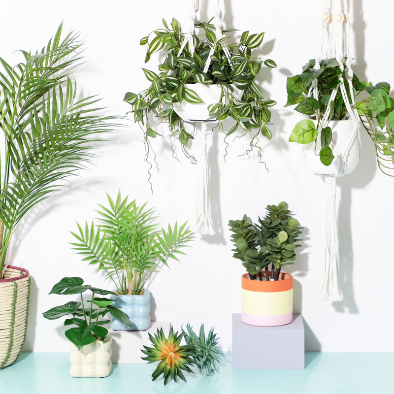 Art Green & Pot Monstera