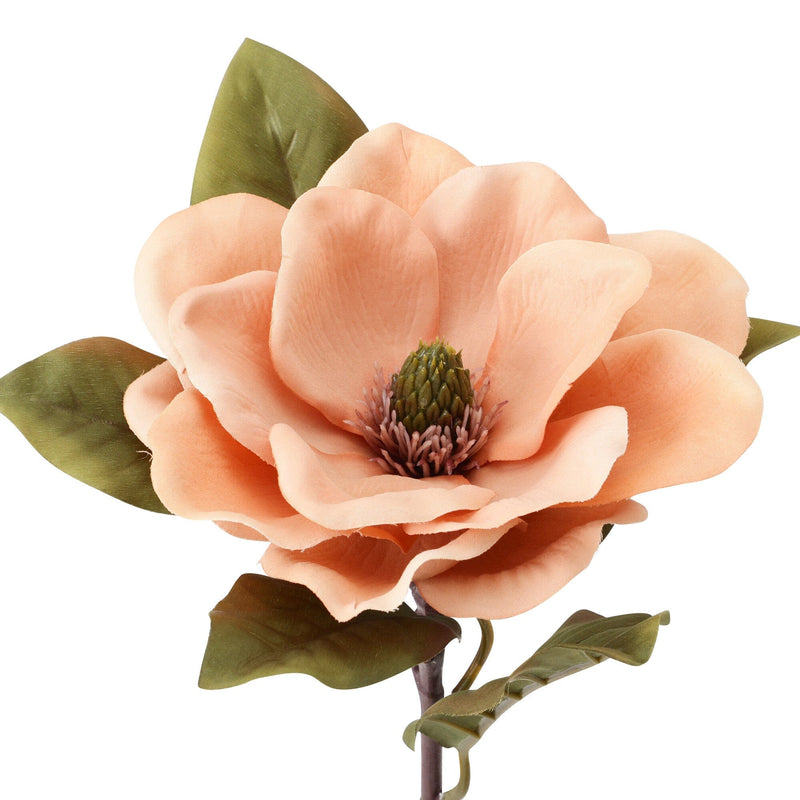 Art Flower Magnolia Coral