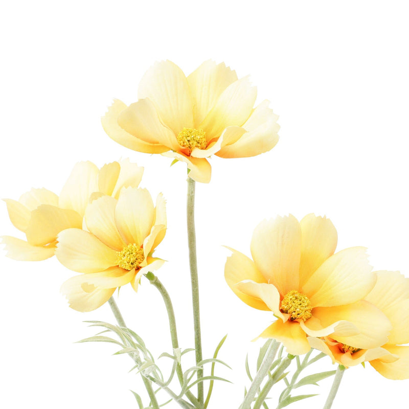 Art Flower Cosmos Light Yellow