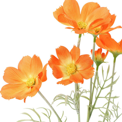 Art Flower Cosmos Orange